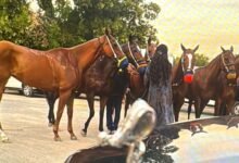 مدربة الفروسية دانه سليمان